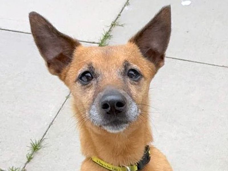 Freya | Terrier (Jack Russell) | Shoreham (Sussex) - 1