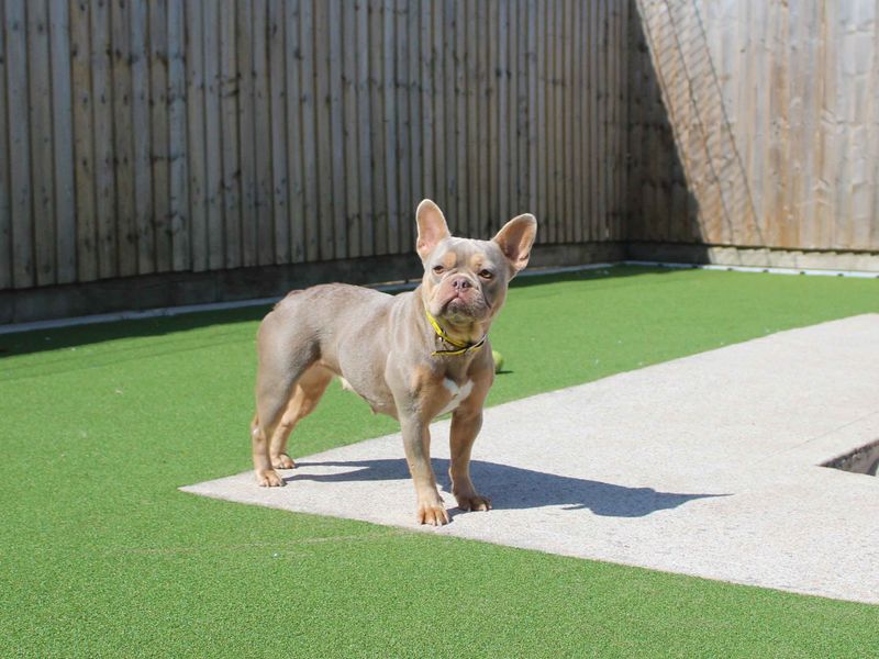 French Bulldog for adoption in Sadberge, Co Durham – 2 years old - Image 2 of 4