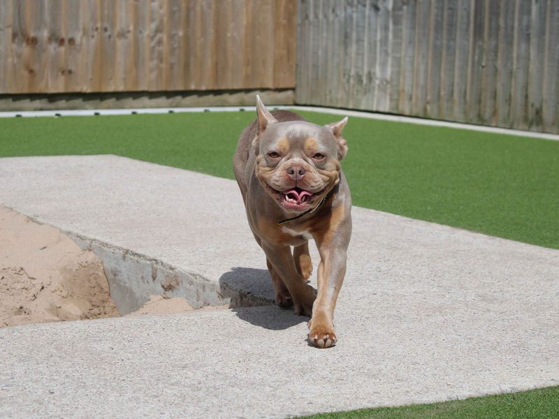 French Bulldog for adoption in Sadberge, Co Durham – 2 years old - Image 4 of 4