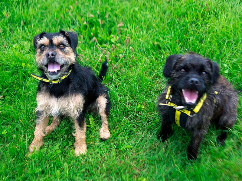 Poodle for adoption in Shoreham by Sea, West Sussex – 2 years old - Image 2 of 5