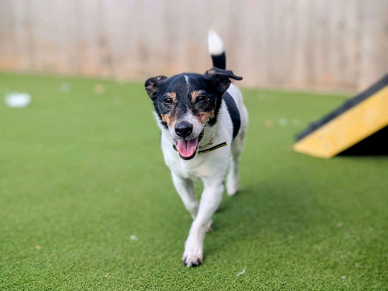 Jack Russell for adoption in Cardiff, Glamorgan – 9 years old - Image 8 of 8