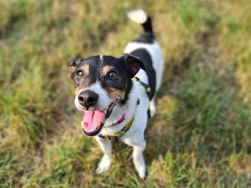 Jack Russell for adoption in Cardiff, Glamorgan – 9 years old - Image 2 of 8