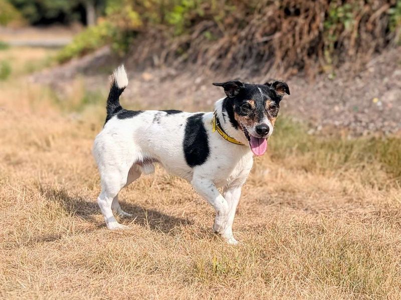 Jack Russell for adoption in Cardiff, Glamorgan – 9 years old