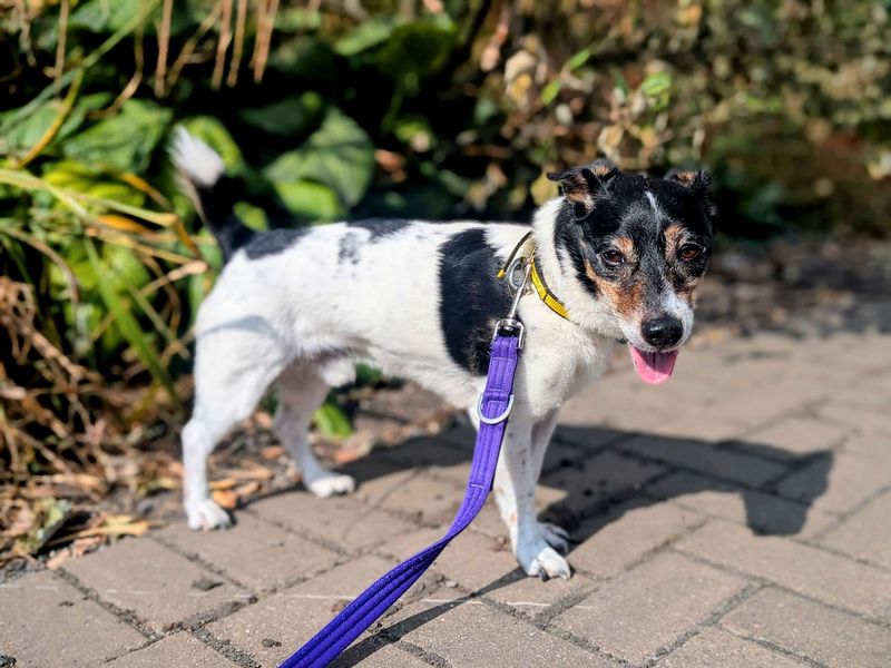 Jack Russell for adoption in Cardiff, Glamorgan – 9 years old - Image 4 of 8