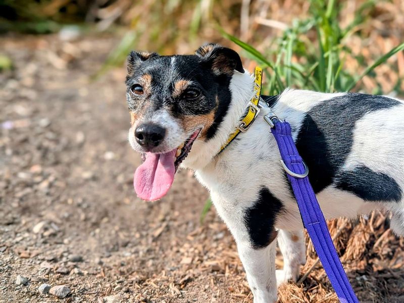 Jack Russell for adoption in Cardiff, Glamorgan – 9 years old - Image 6 of 8
