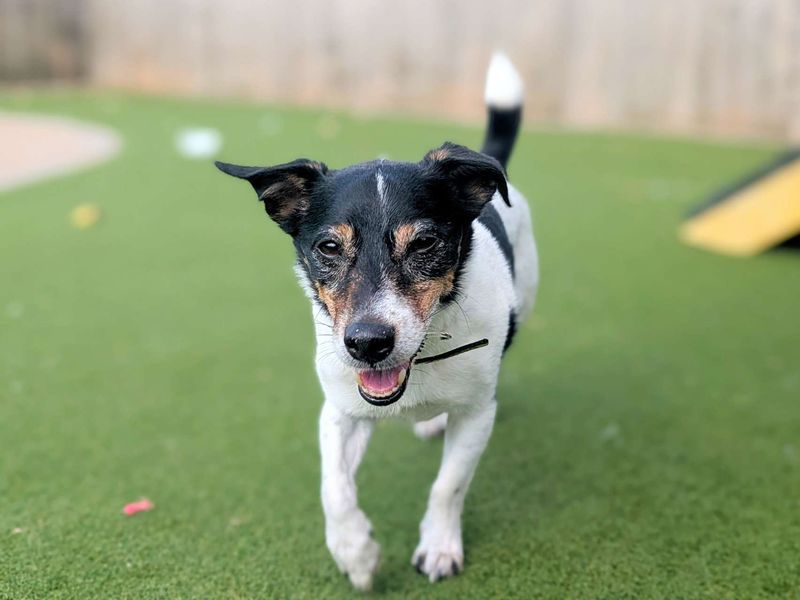 Jack Russell for adoption in Cardiff, Glamorgan – 9 years old - Image 5 of 8