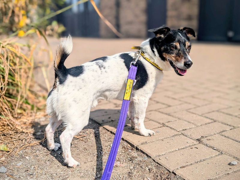 Jack Russell for adoption in Cardiff, Glamorgan – 9 years old - Image 3 of 8