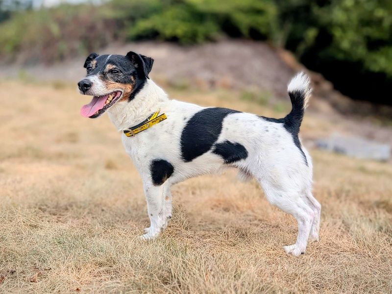 Jack Russell for adoption in Cardiff, Glamorgan – 9 years old - Image 7 of 8