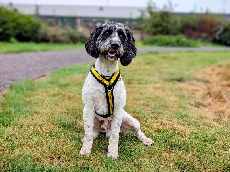 Poodle for adoption in Cardiff / Caerdydd, South Glamorgan – 6 years old - Image 4 of 5