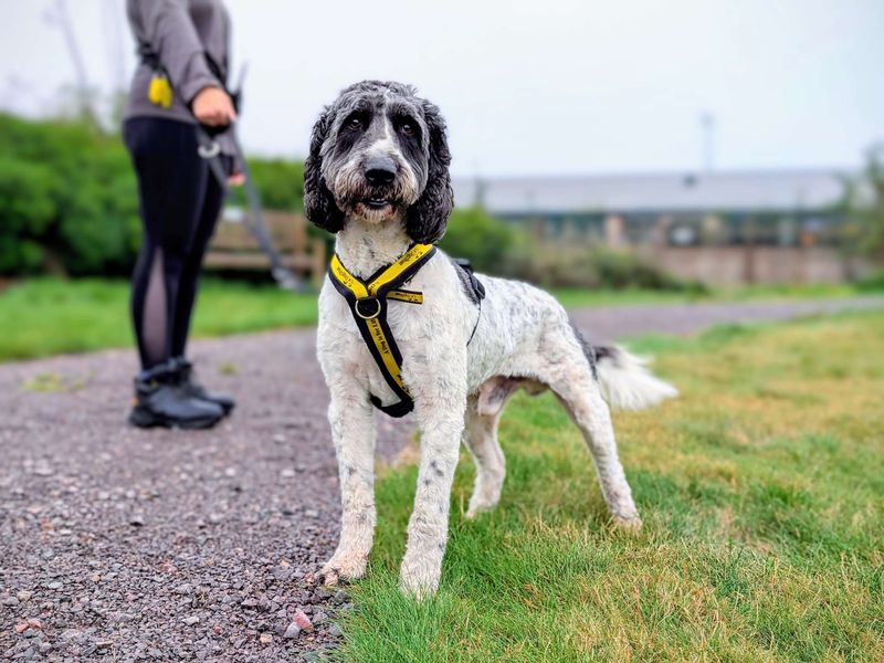 Poodle for adoption in Cardiff / Caerdydd, South Glamorgan – 6 years old - Image 5 of 5