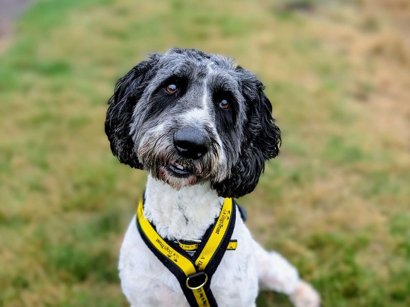 Poodle for adoption in Cardiff / Caerdydd, South Glamorgan – 6 years old - Image 2 of 5