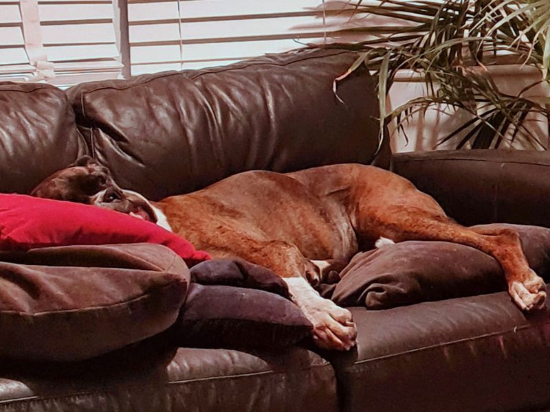 Boxer for adoption in Shoreham by Sea, West Sussex – 10 years old - Image 2 of 7