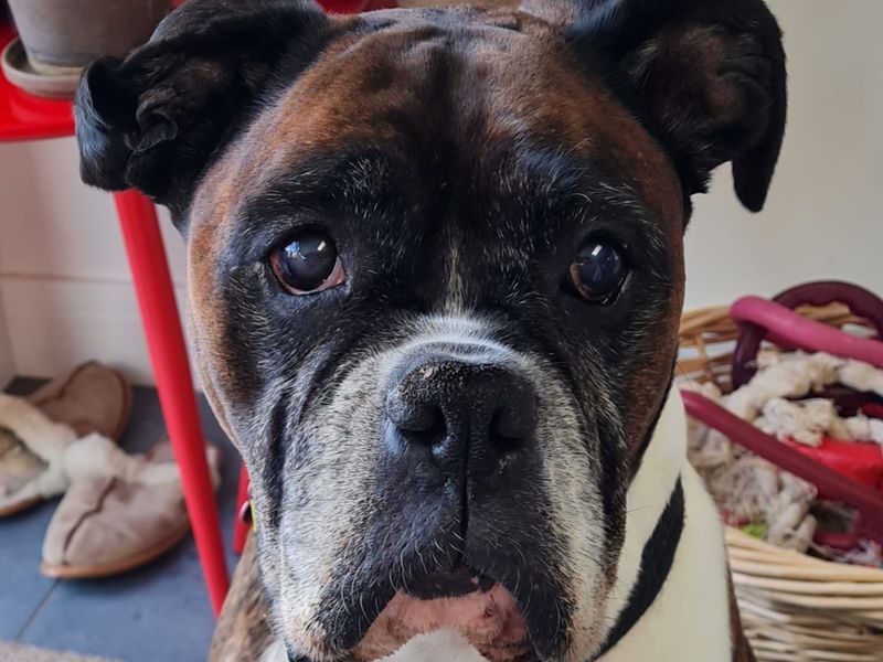 Boxer for adoption in Shoreham by Sea, West Sussex – 10 years old - Image 5 of 7