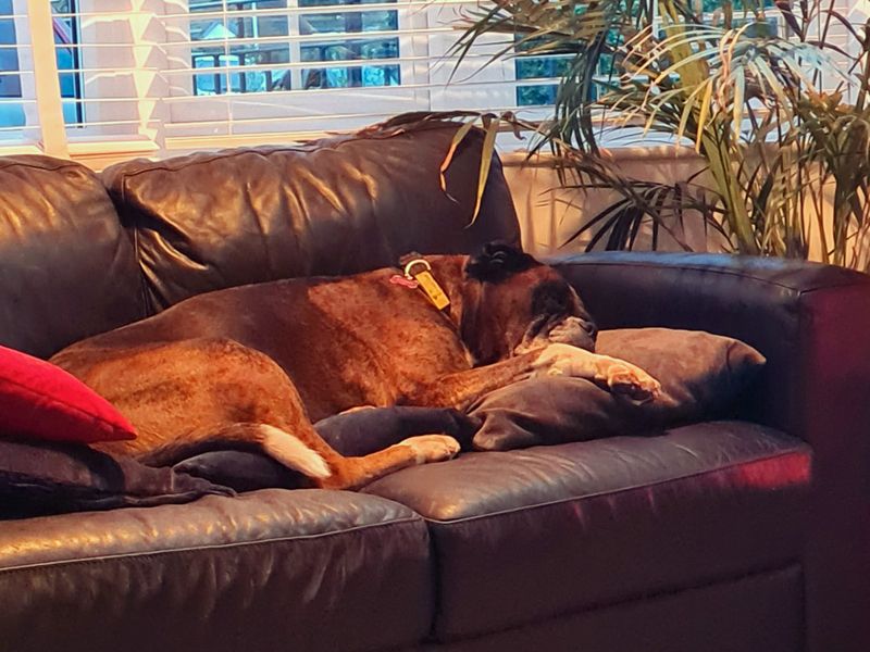 Boxer for adoption in Shoreham by Sea, West Sussex – 10 years old - Image 1 of 7