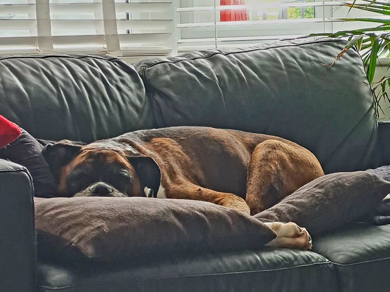 Boxer for adoption in Shoreham by Sea, West Sussex – 10 years old - Image 6 of 7