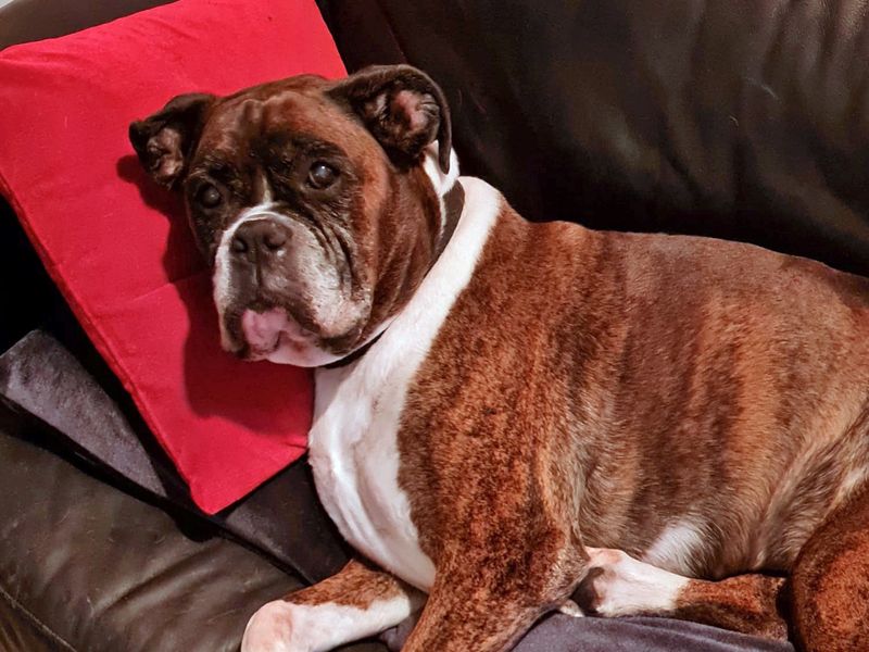 Boxer for adoption in Shoreham by Sea, West Sussex – 10 years old - Image 7 of 7