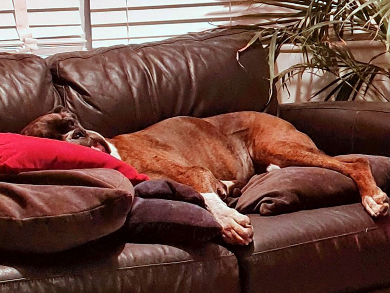 Boxer for adoption in Shoreham by Sea, West Sussex – 10 years old - Image 4 of 7