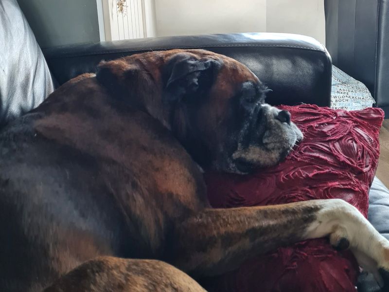 Boxer for adoption in Shoreham by Sea, West Sussex – 10 years old - Image 3 of 7