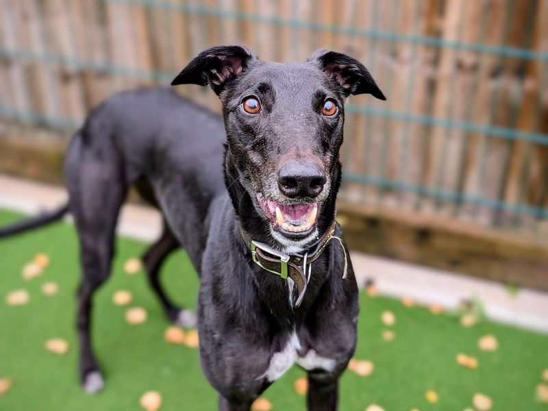 Greyhound for adoption in Cardiff, Glamorgan – 4 years old - Image 5 of 7