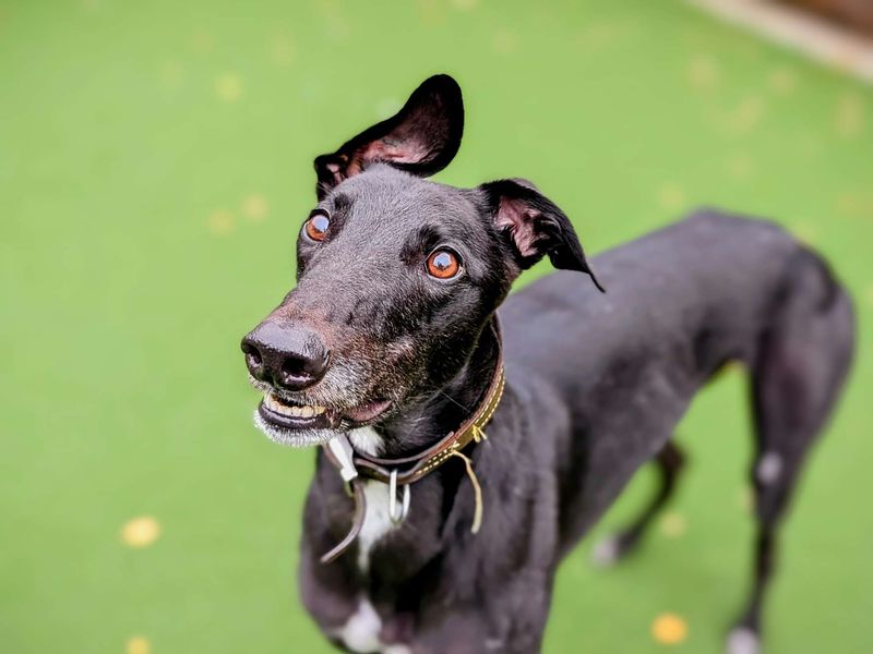 Greyhound for adoption in Cardiff, Glamorgan – 4 years old - Image 1 of 7