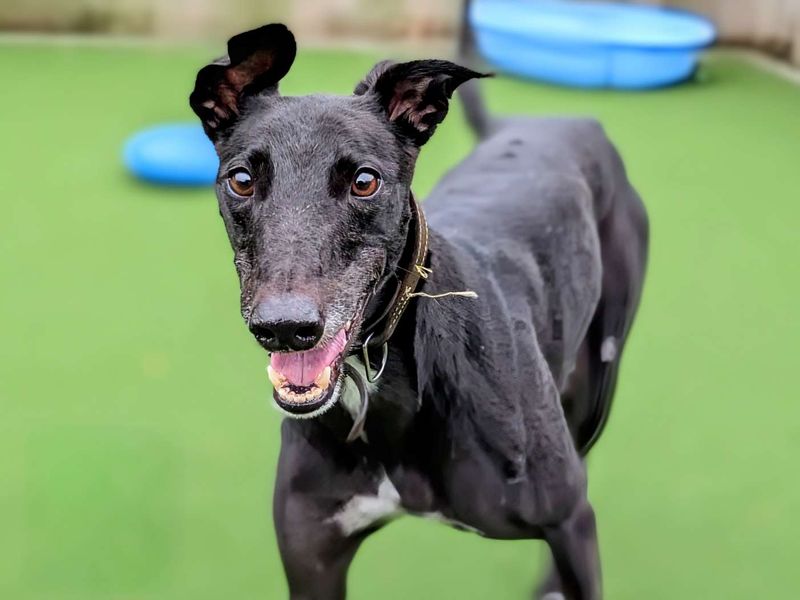 Greyhound for adoption in Cardiff, Glamorgan – 4 years old - Image 7 of 7