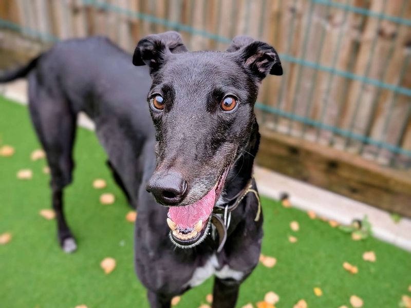 Greyhound for adoption in Cardiff, Glamorgan – 4 years old - Image 4 of 7