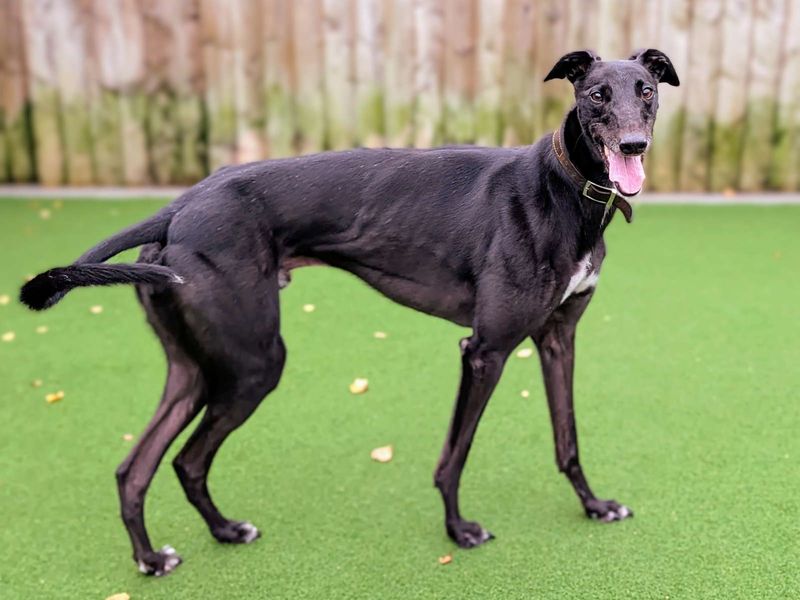 Greyhound for adoption in Cardiff, Glamorgan – 4 years old - Image 2 of 7