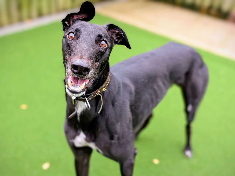 Greyhound for adoption in Cardiff, Glamorgan – 4 years old - Image 3 of 7