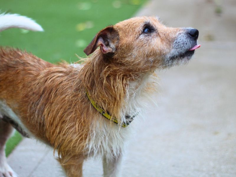 Jack Russell Terrier for adoption in Manchester, Greater Manchester – 9 years old - Image 2 of 3