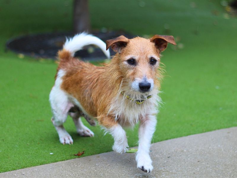 Jack Russell Terrier for adoption in Manchester, Greater Manchester – 9 years old - Image 3 of 3