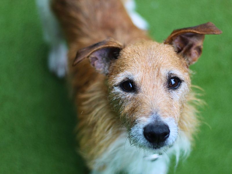 Jack Russell Terrier for adoption in Manchester, Greater Manchester – 9 years old - Image 1 of 3