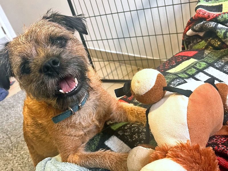 Shop border terrier rescue centre Top Sellers