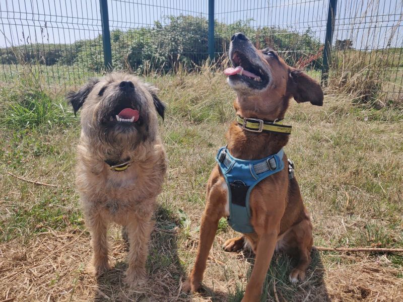 Mr Fred, a 4 years old male Unknown available for adoption from Dogs Trust in Shoreham (Sussex)