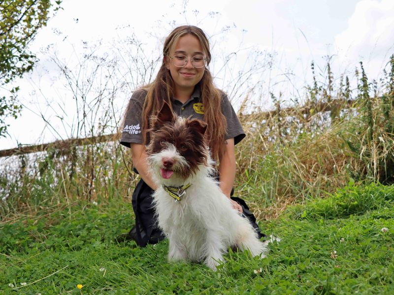 Jack Russell Terrier for adoption in Sadberge, Co Durham – 2 years old - Image 1 of 4