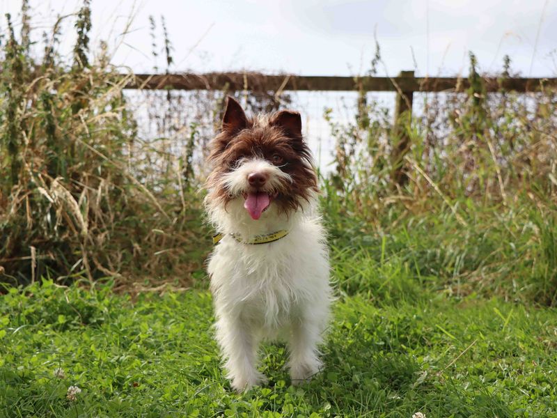 Jack Russell Terrier for adoption in Sadberge, Co Durham – 2 years old - Image 3 of 4