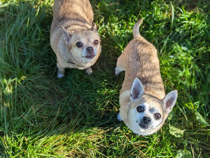 Chihuahua for adoption in Wales, Somerset – 18 years old - Image 1 of 3