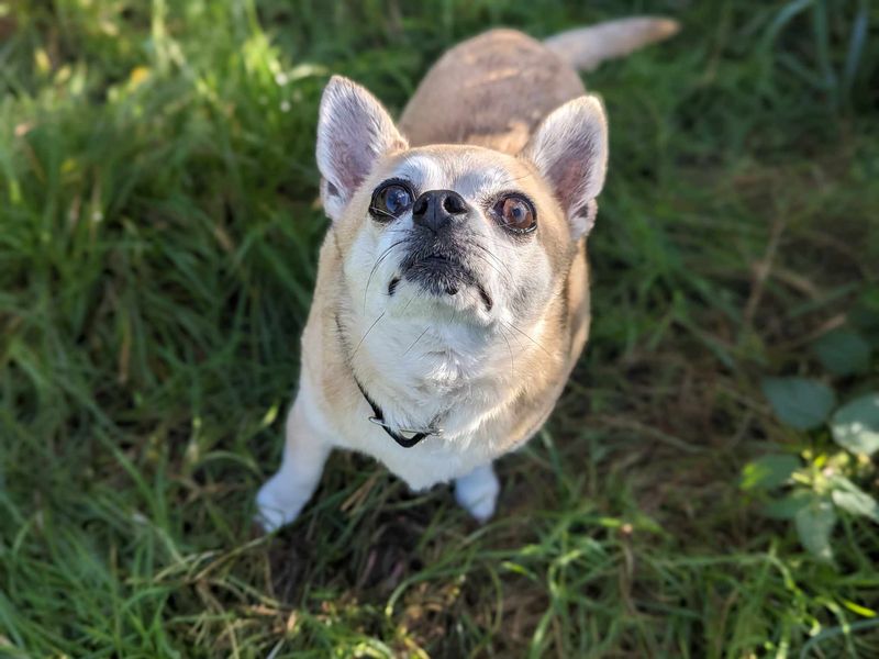 Chihuahua for adoption in Wales, Somerset – 18 years old - Image 3 of 3