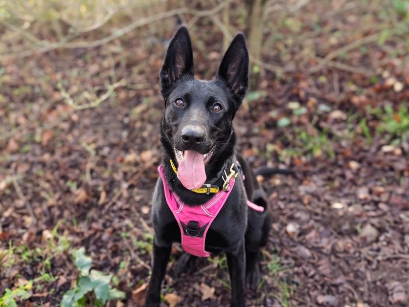Lori for sale in Wickford, Essex | Image 2
