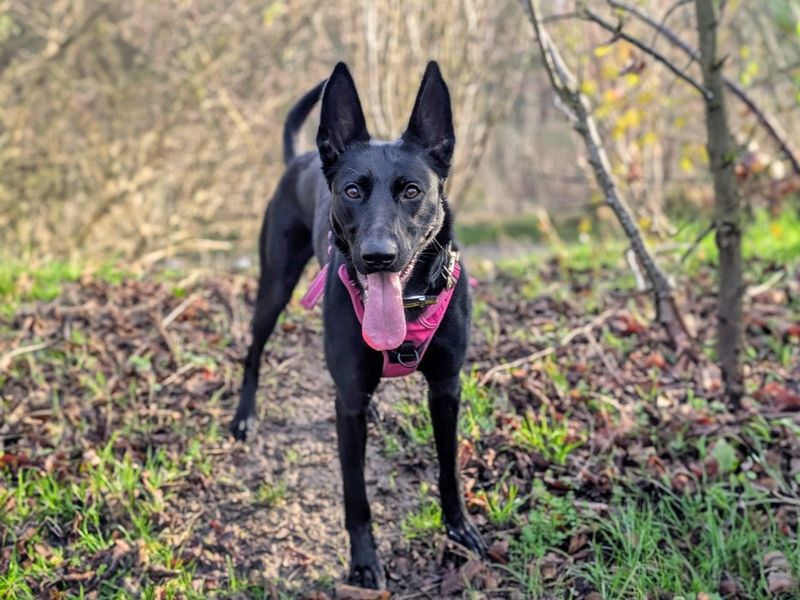 Lori for sale in Wickford, Essex