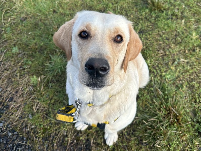 Grace | Retriever (Labrador) | Ballymena (Northern Ireland) - 1