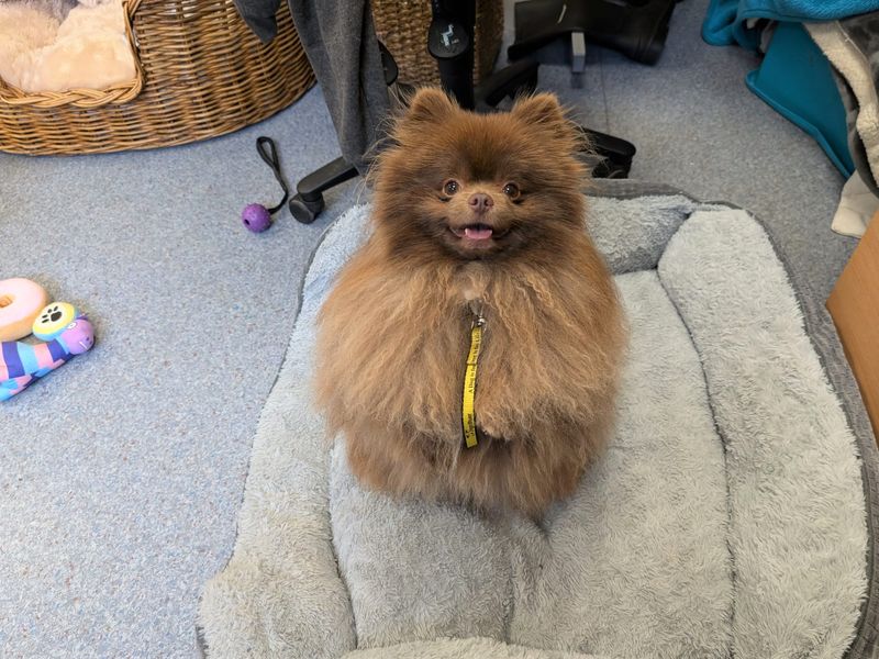 Pomeranian for adoption in Shoreham by Sea, West Sussex – 2 years old - Image 2 of 2