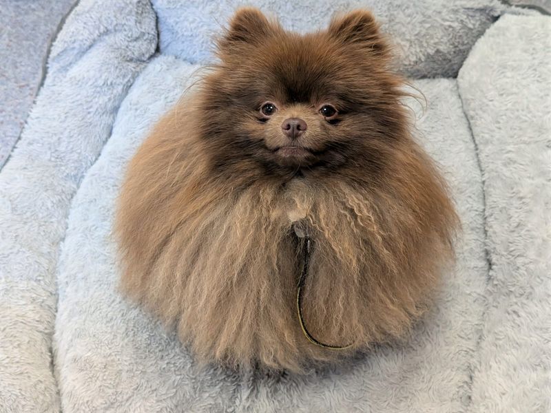 Pomeranian for adoption in Shoreham by Sea, West Sussex – 2 years old - Image 1 of 2