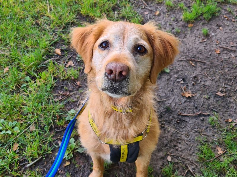 Golden Retriever for adoption in Kenilworth, Warwickshire – 12 years old - Image 3 of 4