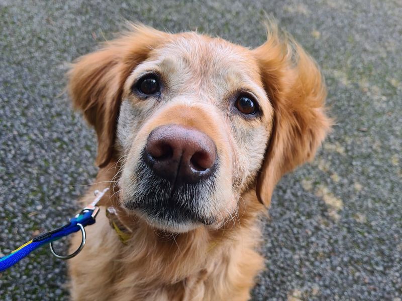 Golden Retriever for adoption in Kenilworth, Warwickshire – 12 years old - Image 1 of 4