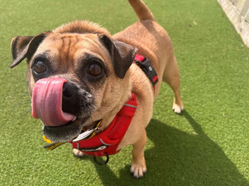 Pug for adoption in Newton Tony, Wiltshire – 5 years old - Image 1 of 3