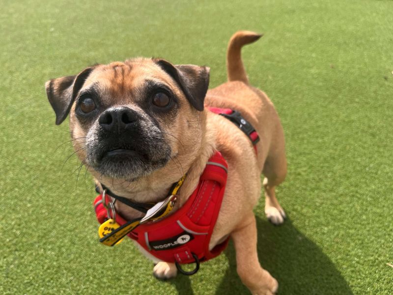 Pug for adoption in Newton Tony, Wiltshire – 5 years old - Image 2 of 3