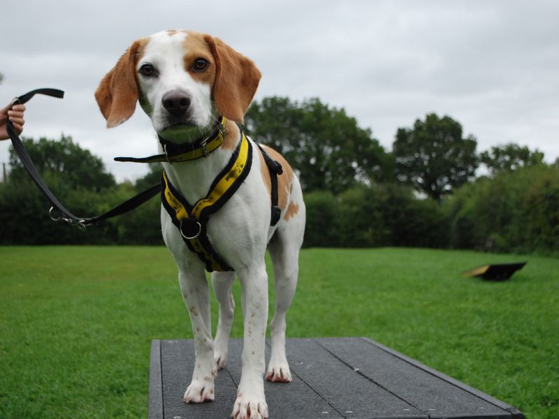 Beagle for adoption in Newbury, Berks – 2 years old - Image 1 of 4