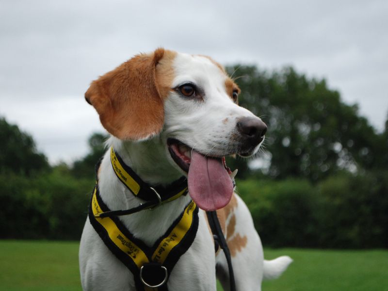 Beagle for adoption in Newbury, Berks – 2 years old - Image 3 of 4