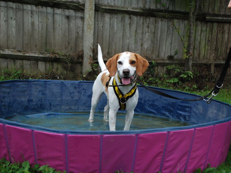Beagle for adoption in Newbury, Berks – 2 years old - Image 4 of 4