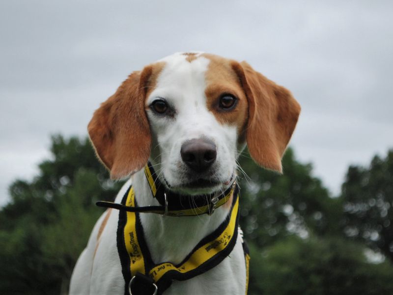 Beagle for adoption in Newbury, Berks – 2 years old - Image 2 of 4